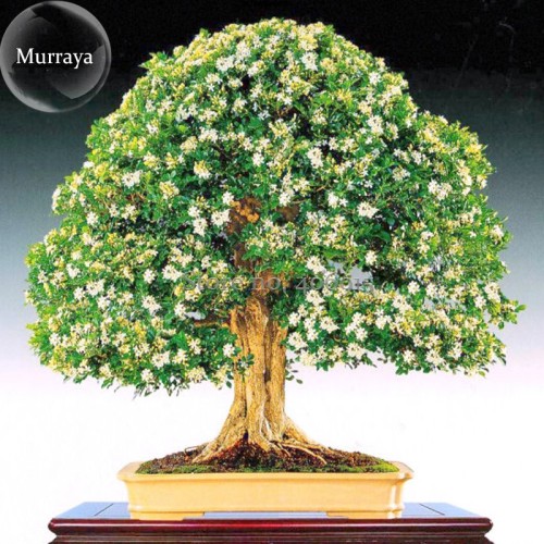 Heirloom Murraya Paniculata Orange Jasmine Seeds, 20 Seeds / Pack, Fragrant Shrub Bonsai Available E3192