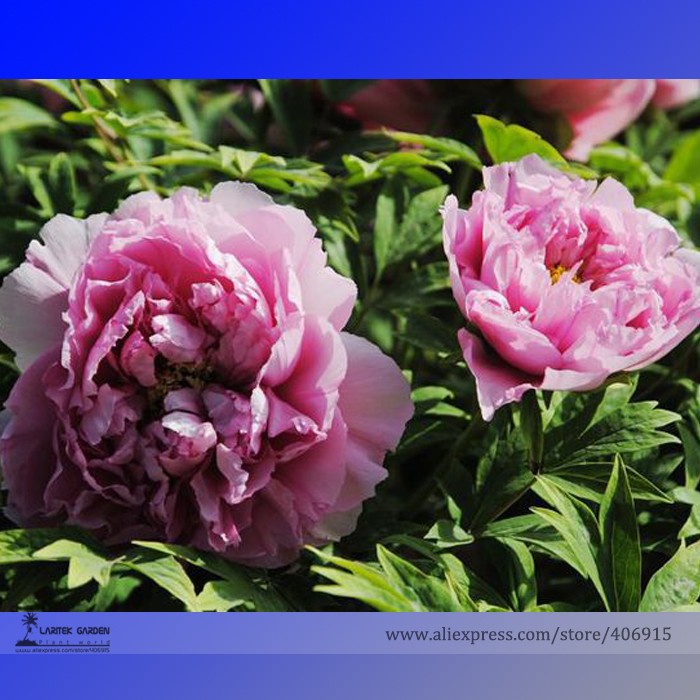 US$ 0.73 - Heirloom 'Xin Shou' Light Purple Peony Plant