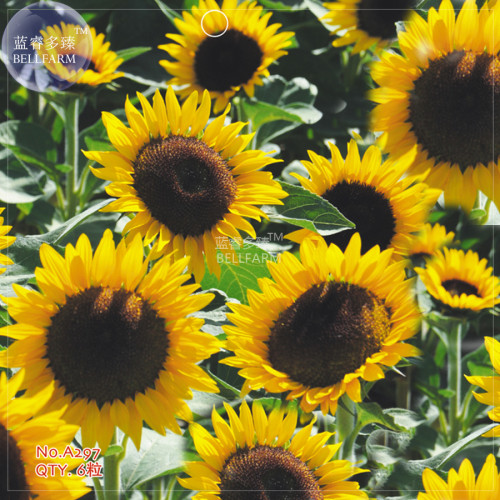 BELLFARM Giant Sunflowers Seeds, 6 seeds, original pack, hybrid annual univalved single-headed flowers giant flower disk A297