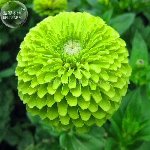 Zinnia Dahlia Giant Lime Queen Zinnia Elegans, Professional Pack, 50 Seeds, Envy Double Green Fliowers  E4024