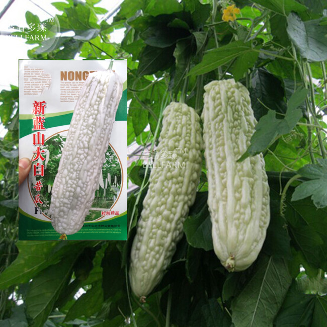 BELLFARM Bitter Gourd White Big Long Vegetable Seeds, 30 seeds, original pack, disease-resistant heat-resisting high yield