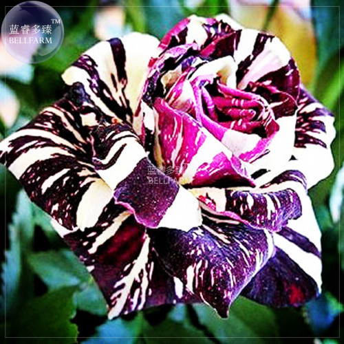 BELLFARM Rose Black Dargon Flower Seeds, 50 seeds, professional pack, black white stripe big blooms home garden plants BD211H