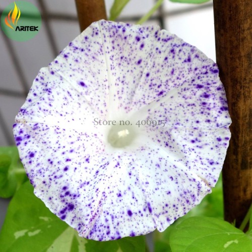 Imported White Morning Glory with Purple Spot Flowers, 10 Seeds, very beautiful annual flowers E3526