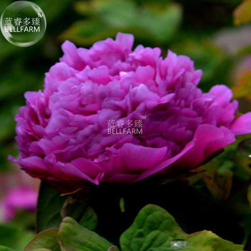 BELLFARM Peony 'Shou An Hong' Dark Purplish Red Flower Seeds, 5 seeds, professional pack, big blooms crown-type perennial flower