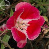 Mixed Godetia Monarch Clarkia Amoena Flowers, 50 Seeds, Garden Bonsai Godetia Grandiflora E3734