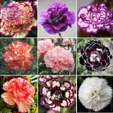 BELLFARM Carnation Giant Mixed Sweet Fragrant Flower Seeds, 200 seeds, professional pack, bi-color purple orange white black