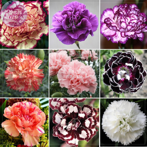 BELLFARM Carnation Giant Mixed Sweet Fragrant Flower Seeds, 200 seeds, professional pack, bi-color purple orange white black