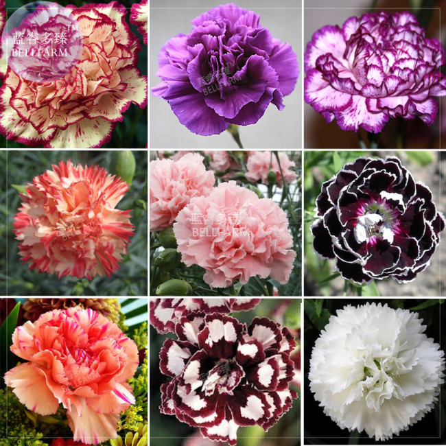BELLFARM Carnation Giant Mixed Sweet Fragrant Flower Seeds, 200 seeds, professional pack, bi-color purple orange white black