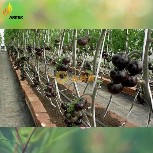 'Black Onyx' Tomato, Professional Pack, 500 Seeds, tasty sweet juicy hybrid seeds E3506
