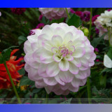 Heirloom Rare Different Types of Dahlia Flower Hybrid Seeds, Professional Pack, 50 Seeds / Pack, 100% True Varieties E3238