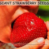 Super Giant Red Strawberry Fruit Seeds Apple Maximus Sized, Professional Pack, 100 Seeds / Pack, Sweet Tasty Juicy Organic