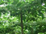 BELLFARM Siraitia grosvenorii Luo Han Guo Seeds, 10 Seeds, herbal monk fruit new fresh seeds BD068H