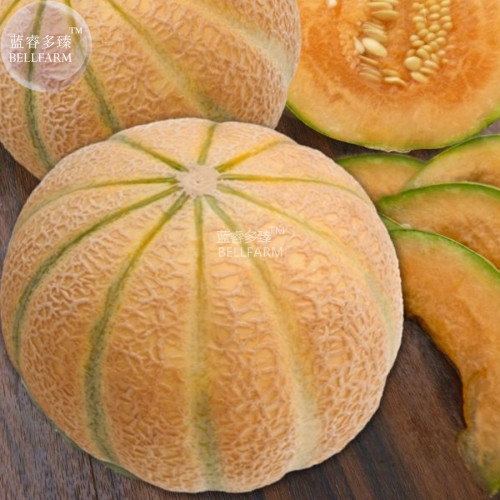 BELLFARM Malaga Sweet Melon Seeds, 10 Seeds, professional pack, vegetables fruits F1 hybrid seeds BD129H