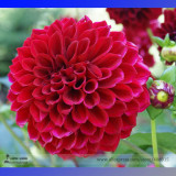 Heirloom Rare Different Types of Dahlia Flower Hybrid Seeds, Professional Pack, 50 Seeds / Pack, 100% True Varieties E3238