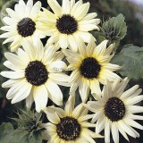 Small talian White Sunflower, 15 Seeds, ornamental annual flowers E3767