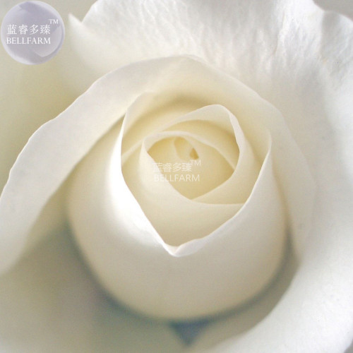 BELLFARM Rose Milky White Rose Flower Seeds, 50 seeds, light fragrant big blooms diameter 12cm cut flowers BD124H