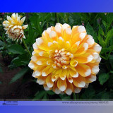 Heirloom Rare Different Types of Dahlia Flower Hybrid Seeds, Professional Pack, 50 Seeds / Pack, 100% True Varieties E3238