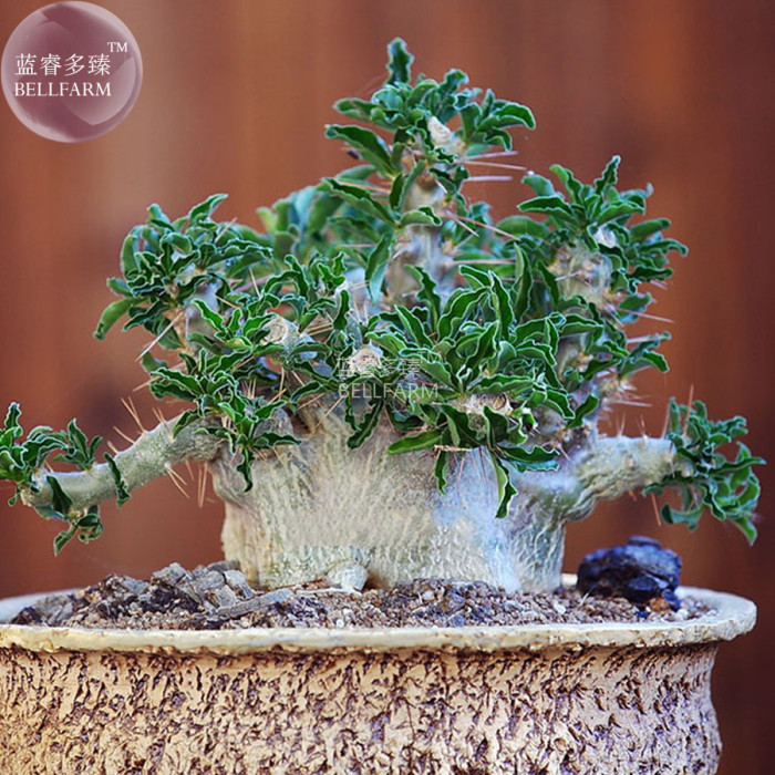 US$ 2.62 - BELLFARM Pachypodium saundersii Bonsai Seed, only one seed,  apocynaceae imported garden small tree seed BD135H - www.deargogo.com