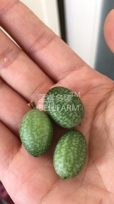 BELLFARM Melothria scabra Cucamelon Mouse Melon Seeds, Mexican miniature watermelon organic vegetales fruits