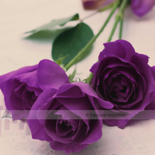 1 Professional Pack, 50 seeds / pack, Yunnan Purple Rose Plant Seed #NF432
