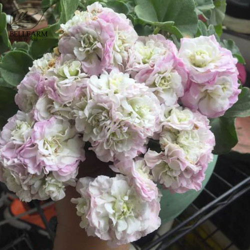 BELLFARM Geranium Light Purple White Light Green Big Blooms Perennial Flowers Seeds, 10pcs Strong Fragrant Garden Flowers