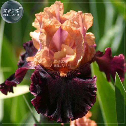 BELLFARM Iris Sibirica Mixed 9 Colors Perennial Flower Seeds, 20 seeds, black purple blue yellow white yellow colorful