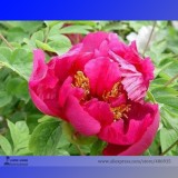 Rare 'Red Flag Fly' Tree Peony Strong Fragrant Flower Seeds, Professional Pack, 5 Seeds / Pack, Light Up your Home E3197