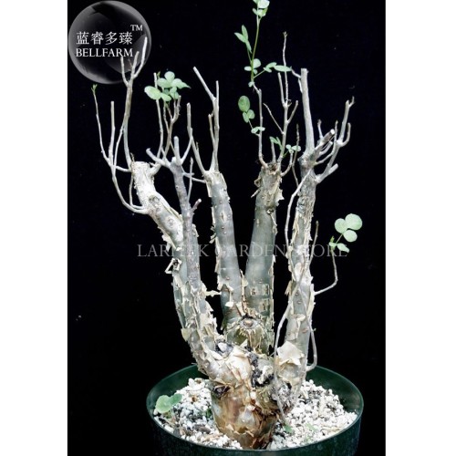 Bursera Hindsiana Torote Prieto Torchwood Seeds, Professional Pack, 1 Seed, bonsai copla with greenish yellow flowers E4021