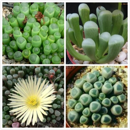Fenestraria Aurantiaca Succulent Plant Seeds, Professional Pack, 10 Seeds, bonsai perennial succulent TS278T