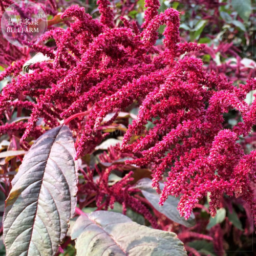 Amaranthus Red Flower Red Leaves Annual Plant Seeds, 100 Seeds, Professional Pack, annual ornamental upright plant TS400T
