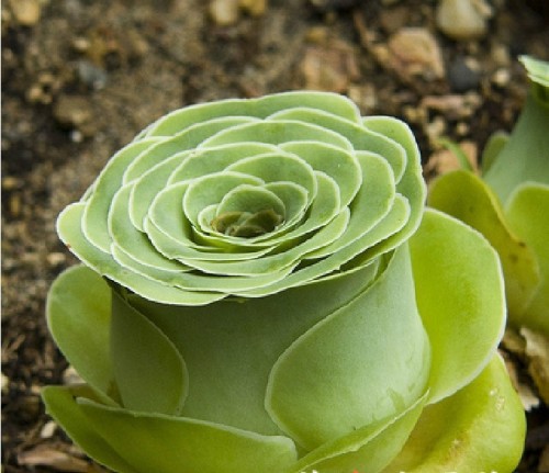 1 Professional Pack, 10 Seeds/Pack, Green Greenovia Aurea Seeds