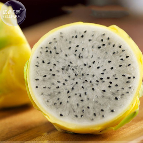 BELLFARM Rare Large Yellow Dragon Fruit  Pitaya Organic Seeds, Professional Pack, 30 Seeds / Pack, Sweet Tasty Fruits E3267