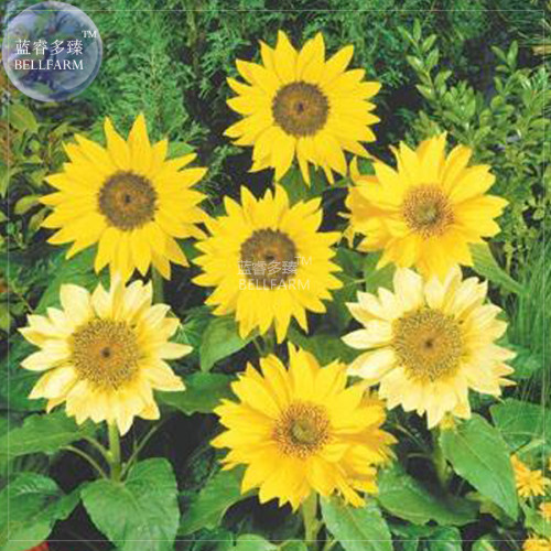 BELLFARM Lemon Yellow Sunflower Seeds, 20 seeds, original pack, annual univalved many-headed ornamrntal garden flowers bonsai