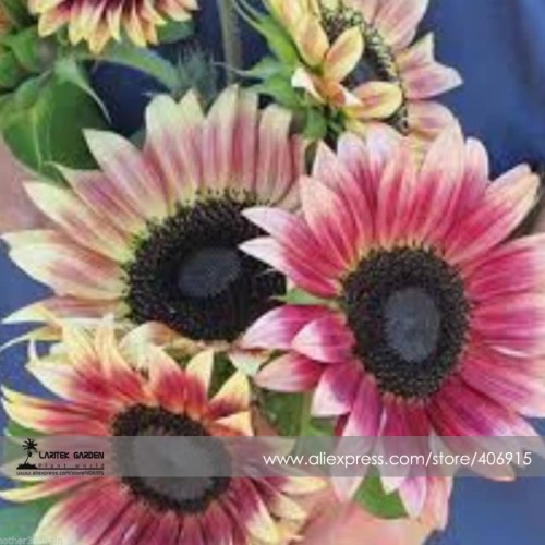 'Cherry Rose Hybrid' Dark Red Ornamental Sunflower Seeds, Professional Pack, 20 Seeds / Pack, Very Rare Flowers