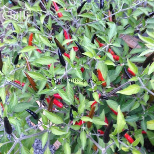 BELLFARM Rare Super Black Hot Chili Pepper Seeds, 30 Seeds, organic vegetables  goat's weed pepper E3557