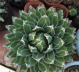 Agave Victoriae-reginae Seeds, Professional Pack, 5 Seeds, succulent flowering perennial plant Mexican Noa TS275T
