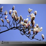 Heirloom Chinese Red Yellow Pink White Yulan Magnolia denudata Fragrant lilytree 10 Seeds