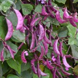 Ruby Moon Red Hyacinth Bean Seeds, 8 Seeds, organic vegetables E3577