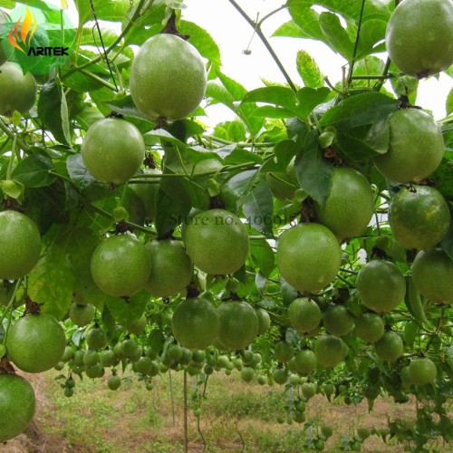 New Passiflora Edulis Passion Fruit Seeds, 30 Seeds, Professional Pack, Edible Tasty Juicy Fruit E3510