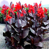 BELLFARM Scarlet Canna Tropical Bronze Perennial Flower Seeds, 10 seeds, professional pack, red leaves red flowers home garden
