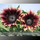 'Cherry Rose Hybrid' Dark Red Ornamental Sunflower Seeds, Professional Pack, 20 Seeds / Pack, Very Rare Flowers