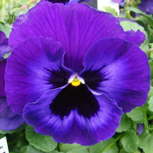 Pansy Swiss Violet Flowers Seeds, 30 Seeds, Professional Pack, viola wittrockiana a must for home bonsai in winter TS396T