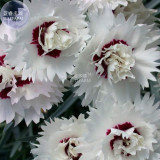 BELLFARM Dianthus Mixed Pinks Perennal Flower Seeds, 100 seeds, heirloom double petals for home garden bonsai plants BD165H