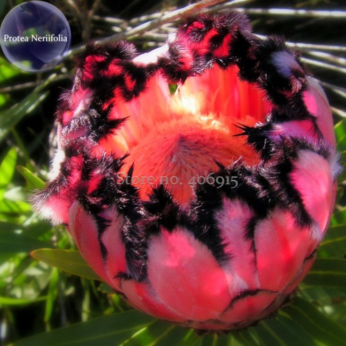 100% Genuine Protea Neriifolia Oleanderleaf Protea Baardsuikerbos, 1 Seed, long flowering time, producing large flowers E3972