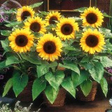Heirloom Bonsai Short-stem Balcony Yellow Sunflowers, 15 seeds, ornamental garden plants E3707