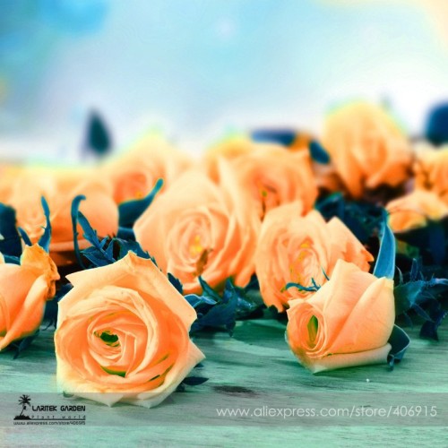 Rare Hybrid Yellow Orange Rose Plant Seeds,  Professional Pack, 50 Seeds / Pack, Attracting Bees Strong Fragrant E3445
