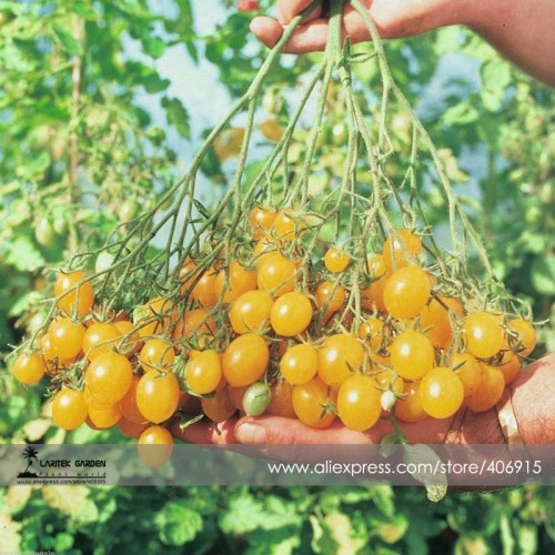 Trusses Ildi Yellow Cherry Tomato Seeds, Professional Pack, 100 Seeds / Pack, Carry Up to 80 Tasty Pear Shaped Fruit E3375