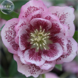 BELLFARM Helleborus Hellebore Evergreen Flowering Plant Seeds, 5 seeds, heirloom winter rose big blooms flowers BD172H