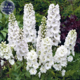 BELLFARM White Delphinium Larkspur Flower Seeds, 30 Seeds,  annual beautiful garden flowers