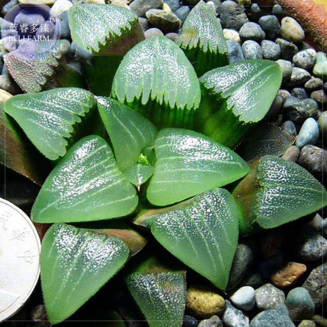 BELLFARM Haworthia Emelyae Mixed Imported Seeds, 50 seeds, professional pack, lovely bonsai succulent plants BD104H